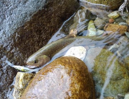 渓流ベイトフィネス初挑戦